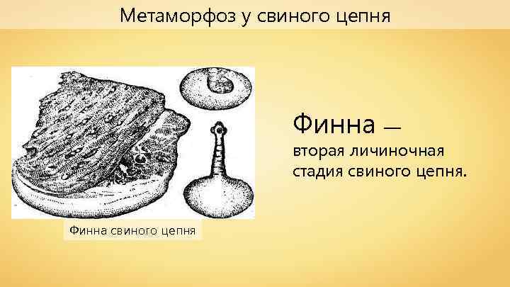 Метаморфоз у свиного цепня Финна — вторая личиночная стадия свиного цепня. Финна свиного цепня