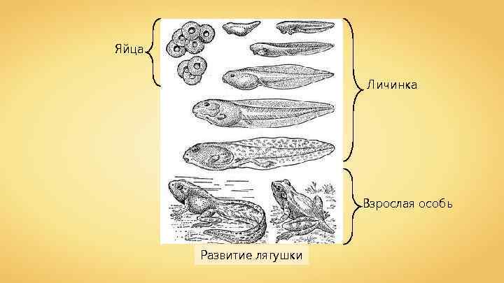 Яйца Личинка Взрослая особь Развитие лягушки 