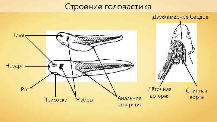 Строение головастика Двухкамерное Сердце Глаз Ноздря Рот Присоска Жабры Анальное отверстие Лёгочная артерия Спинная