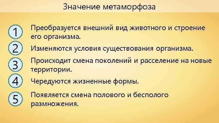 Значение метаморфоза 1 2 3 4 5 Преобразуется внешний вид животного и строение его