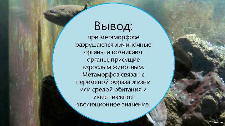 . Вывод: при метаморфозе разрушаются личиночные органы и возникают органы, присущие взрослым животным. Метаморфоз