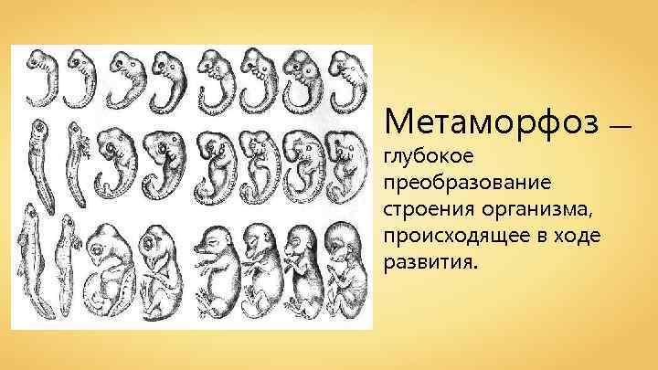 Метаморфоз — глубокое преобразование строения организма, происходящее в ходе развития. 