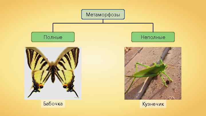 Метаморфозы Полные Неполные Sarefo Бабочка Кузнечик 