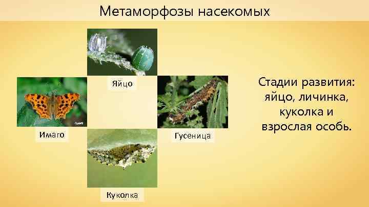 Метаморфозы насекомых Яйцо Quartl Имаго Гусеница Куколка Стадии развития: яйцо, личинка, куколка и взрослая