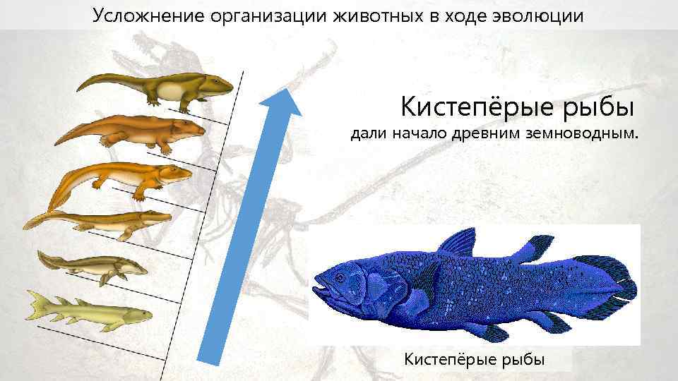 Рассмотрите рисунок ответьте на вопросы ниже назовите компоненты наземной экосистемы