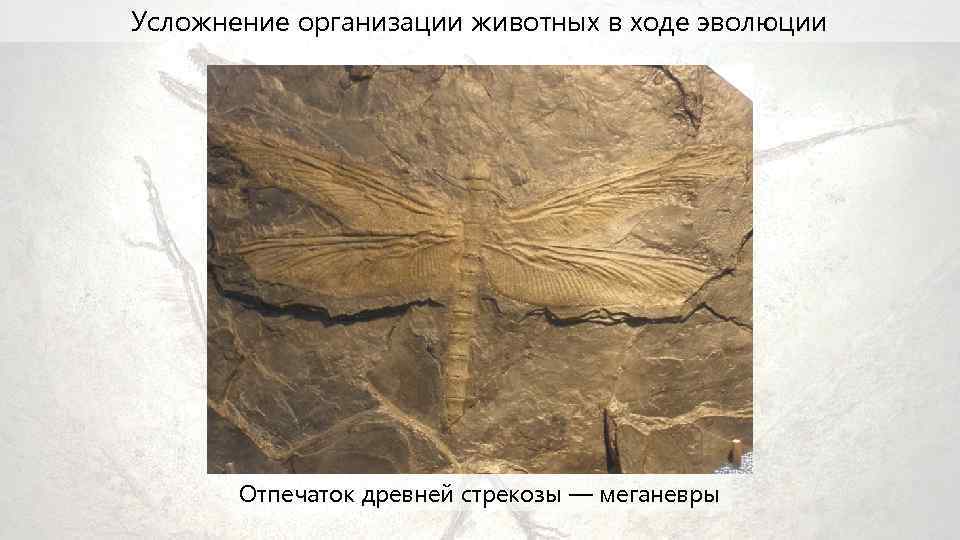 Усложнение организации животных в ходе эволюции Отпечаток древней стрекозы — меганевры 