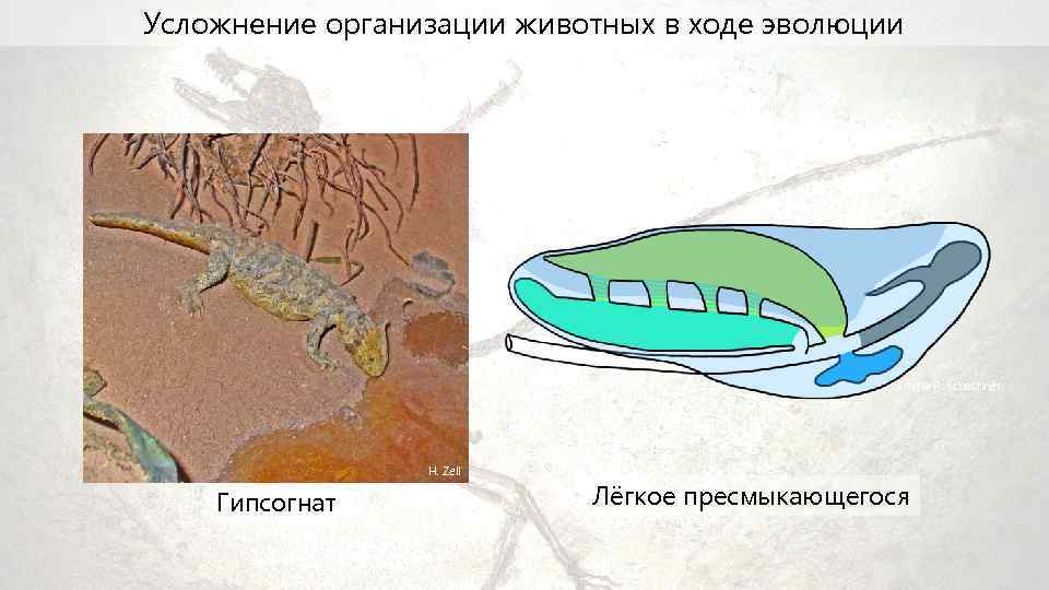 Типы строения животных. Усложнение животных. Усложнение строения животных. Усложнение организации животных в процессе эволюции. Усложнение строения организмов животных.