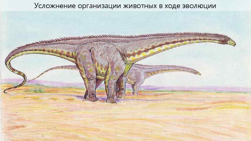 Усложнение организации животных в ходе эволюции 