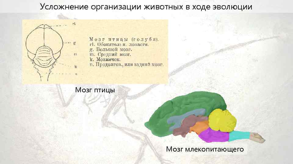 Усложнение организации животных в ходе эволюции Мозг птицы Мозг млекопитающего 