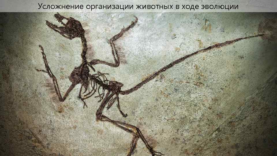 Усложнение организации животных в ходе эволюции 