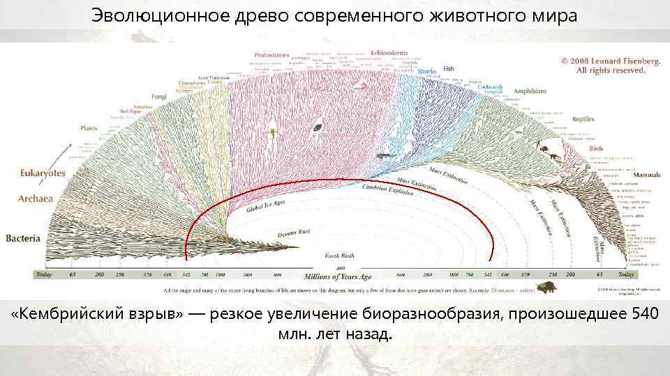 Эволюционное древо современного животного мира «Кембрийский взрыв» — резкое увеличение биоразнообразия, произошедшее 540 млн.