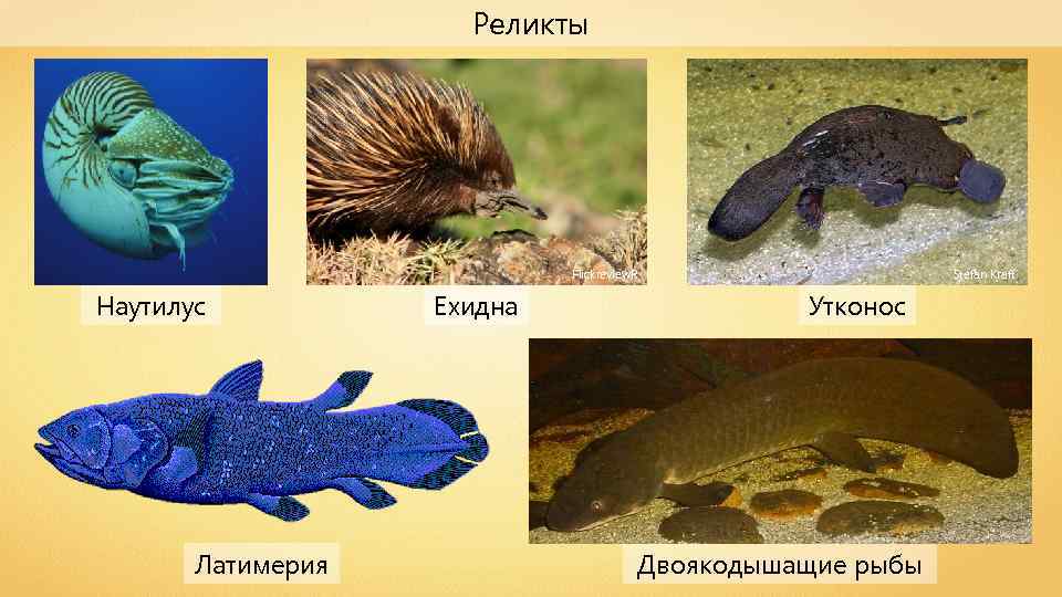 Реликты Flickreview. R Наутилус Латимерия Ехидна Stefan Kraft Утконос Двоякодышащие рыбы 