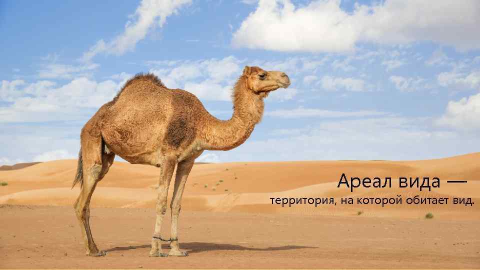 Ареал вида — территория, на которой обитает вид. 