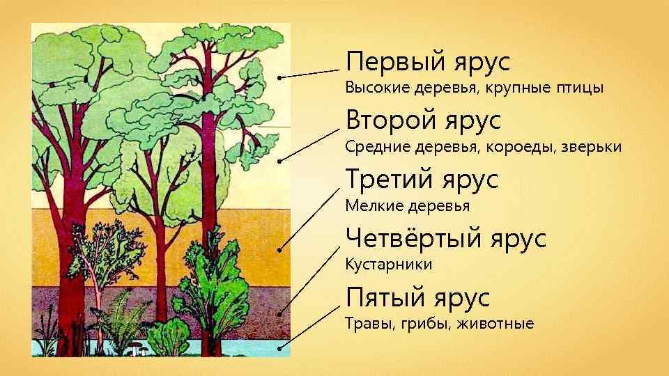 Первый ярус Высокие деревья, крупные птицы Второй ярус Средние деревья, короеды, зверьки Третий ярус