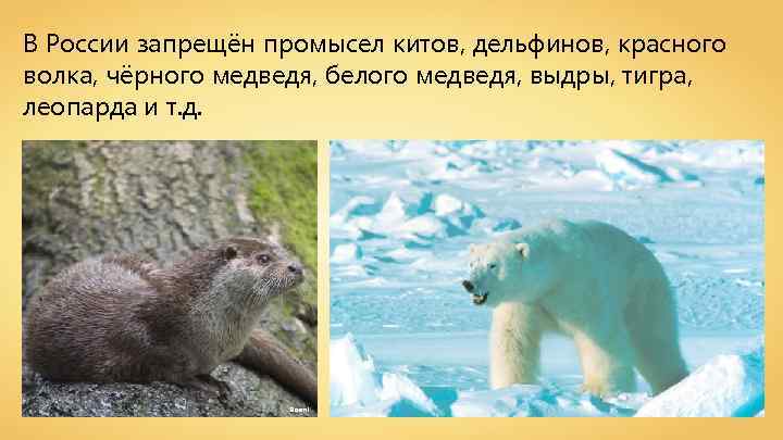 В России запрещён промысел китов, дельфинов, красного волка, чёрного медведя, белого медведя, выдры, тигра,