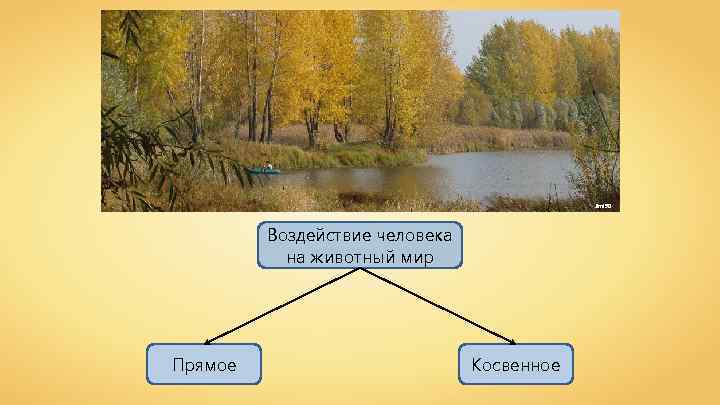 Jimi 90 Воздействие человека на животный мир Прямое Косвенное 