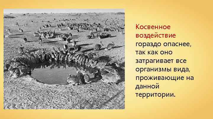 Косвенное воздействие гораздо опаснее, так как оно затрагивает все организмы вида, проживающие на данной