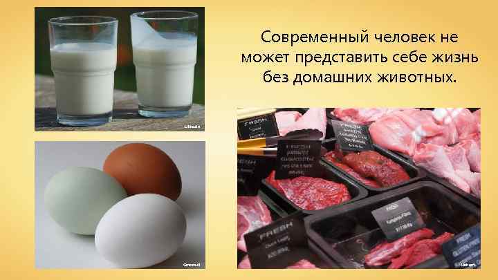 Современный человек не может представить себе жизнь без домашних животных. Ukko. de Gmoose 1
