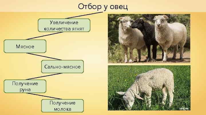 Отбор у овец Увеличение количества ягнят Мясное Сально-мясное Получение руна Получение молока Fabien 1309
