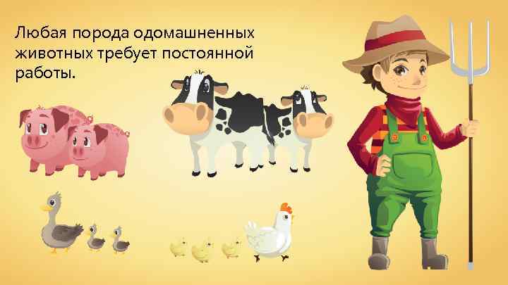 Любая порода одомашненных животных требует постоянной работы. 