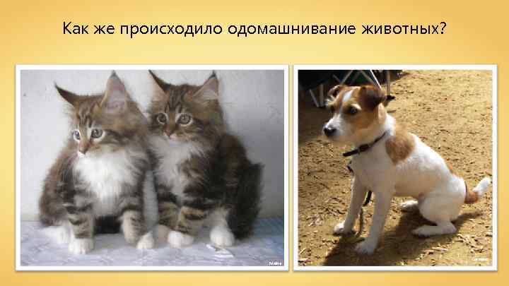 Как же происходило одомашнивание животных? Maine Caronna 
