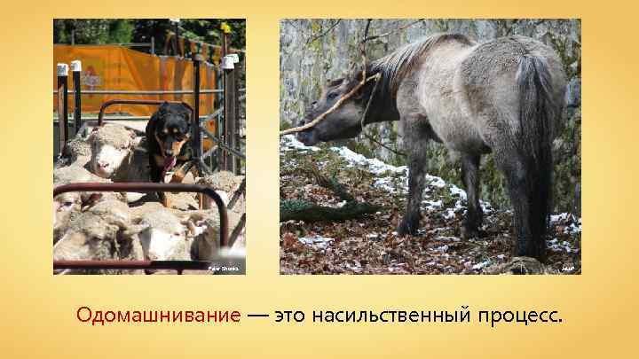 Peter Shanks Je. Lu. F Одомашнивание — это насильственный процесс. 