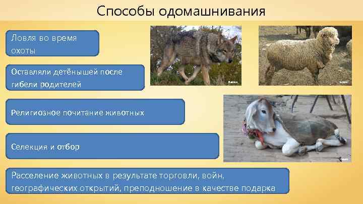 Способы одомашнивания Ловля во время охоты Оставляли детёнышей после гибели родителей Retron Izvora Религиозное