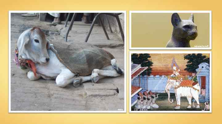 Katharina Surhoff Gaura 