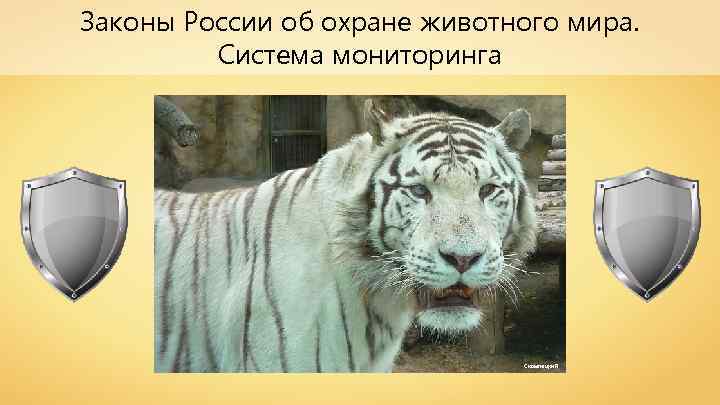 Законы России об охране животного мира. Система мониторинга Скампецкий 