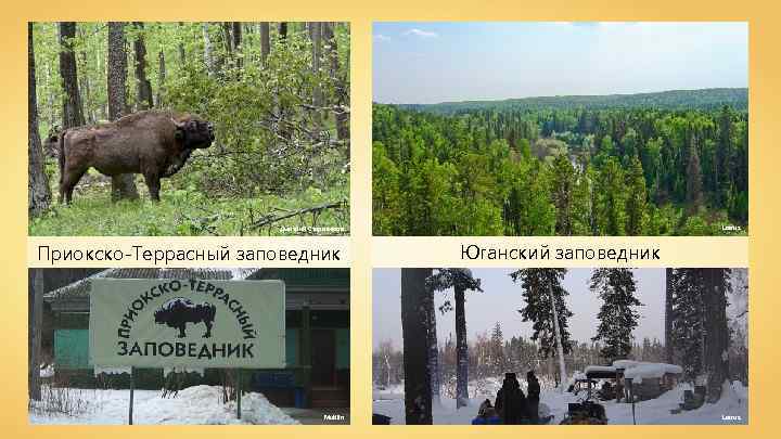 Lacrus Дмитрий Староверов Приокско-Террасный заповедник Mutilin Юганский заповедник Lacrus 