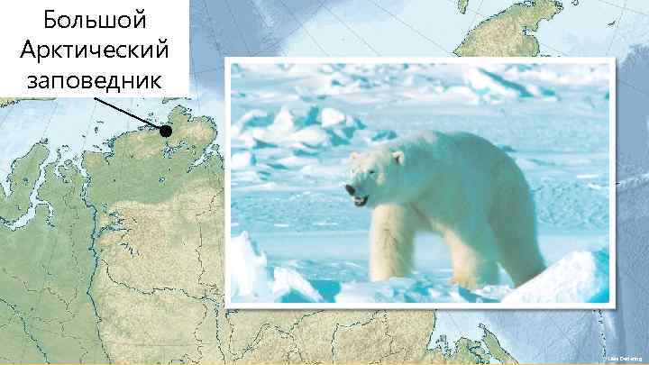 Большой Арктический заповедник Uwe Dedering 