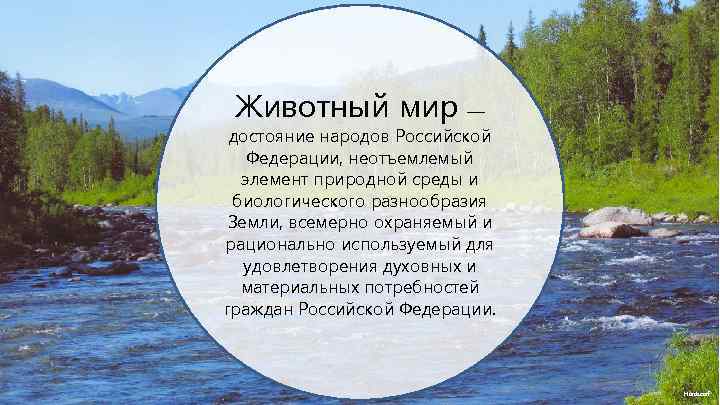 Животный мир — достояние народов Российской Федерации, неотъемлемый элемент природной среды и биологического разнообразия