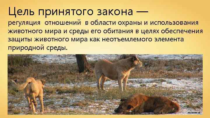 Цель принятого закона — регуляция отношений в области охраны и использования животного мира и
