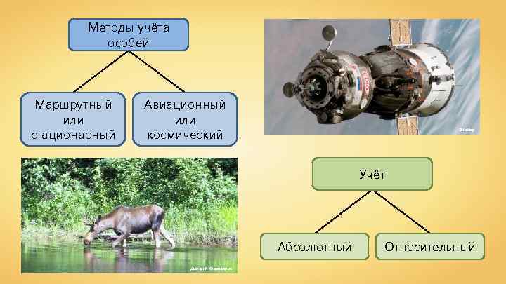 Методы учёта особей Маршрутный или стационарный Авиационный или космический Bricktop Учёт Абсолютный Дмитрий Староверов