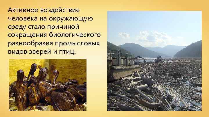Активное воздействие человека на окружающую среду стало причиной сокращения биологического разнообразия промысловых видов зверей