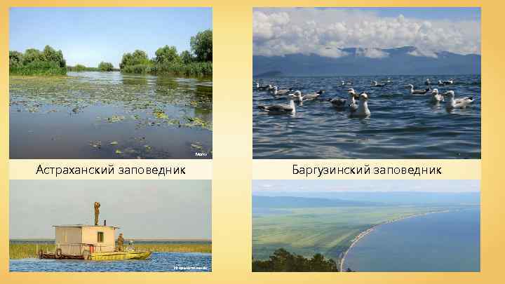 Markv Астраханский заповедник Игорь Шпиленок Баргузинский заповедник 