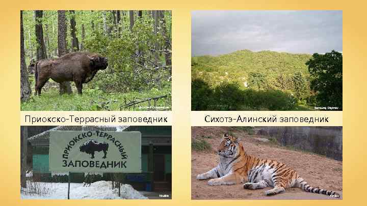 Дмитрий Староверов Приокско-Террасный заповедник Mutilin Samsung Digimax Сихотэ-Алинский заповедник Ashlux 