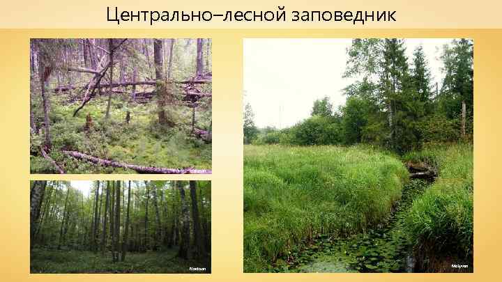 Центрально–лесной заповедник makyvan Nockson Makyvan 