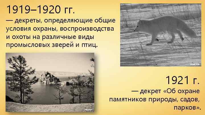 1919– 1920 гг. — декреты, определяющие общие условия охраны, воспроизводства и охоты на различные