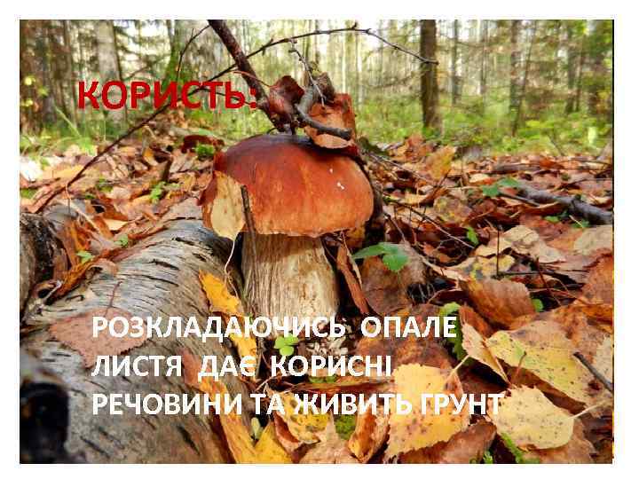 КОРИСТЬ: РОЗКЛАДАЮЧИСЬ, ОПАЛЕ РОЗКЛАДАЮЧИСЬ ОПАЛЕ ЛИСТЯ ДАЄ КОРИСНІ РЕЧОВИНИ ТА ЛИСТЯ ДАЄ КОРИСНІ ЖИВИТЬ