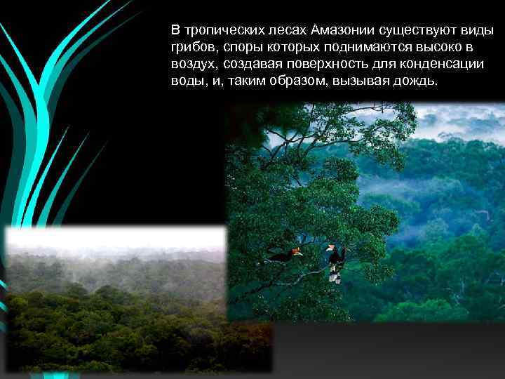 В тропических лесах Амазонии существуют виды грибов, споры которых поднимаются высоко в воздух, создавая