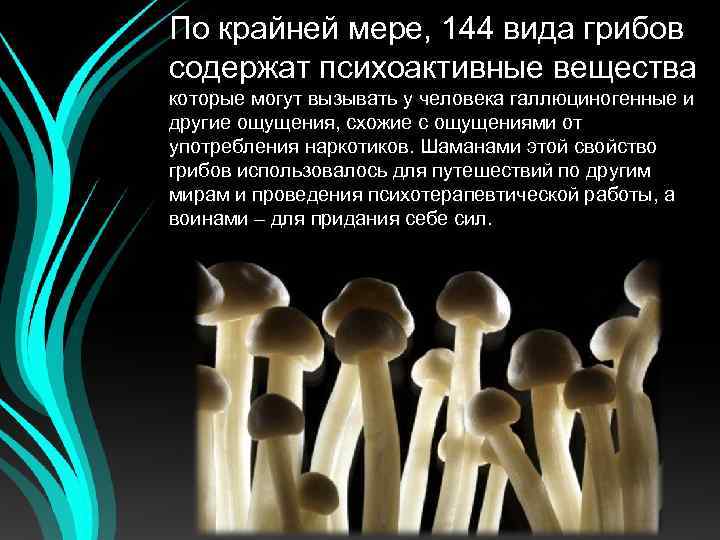 По крайней мере, 144 вида грибов содержат психоактивные вещества которые могут вызывать у человека