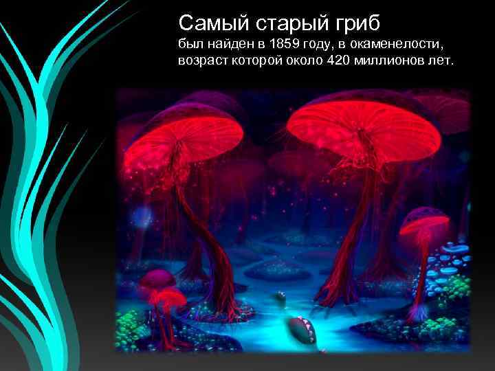 Самый старый гриб был найден в 1859 году, в окаменелости, возраст которой около 420