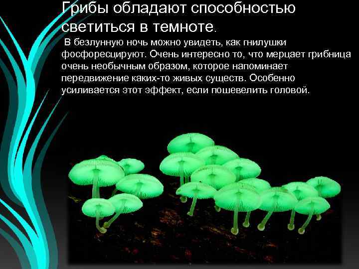 Грибы обладают способностью светиться в темноте. В безлунную ночь можно увидеть, как гнилушки фосфоресцируют.