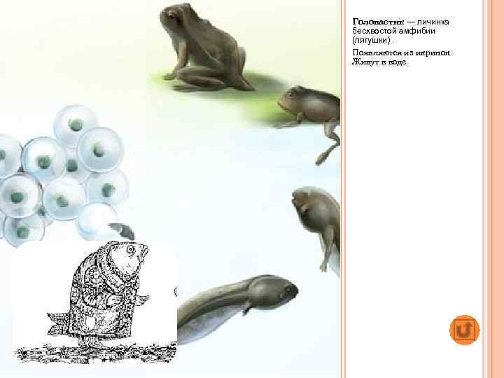 Головастик — личинка бесхвостой амфибии (лягушки). Появляются из икринок. Живут в воде. 