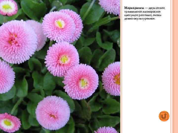 Маргаритки — двухлетнее травянистое низкорослое цветущее растение, очень давно окультуренное. 