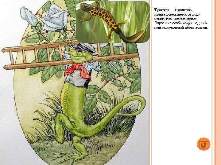 Тритон — животное, принадлежащее к отряду хвостатых земноводных. Взрослые особи ведут водный или полуводный