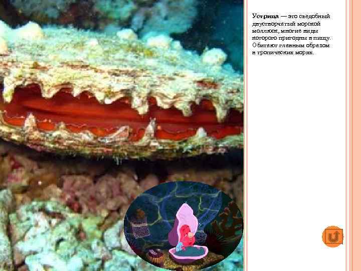 Устрица — это съедобный двустворчатый морской моллюск, многие виды которого пригодны в пищу. Обитают