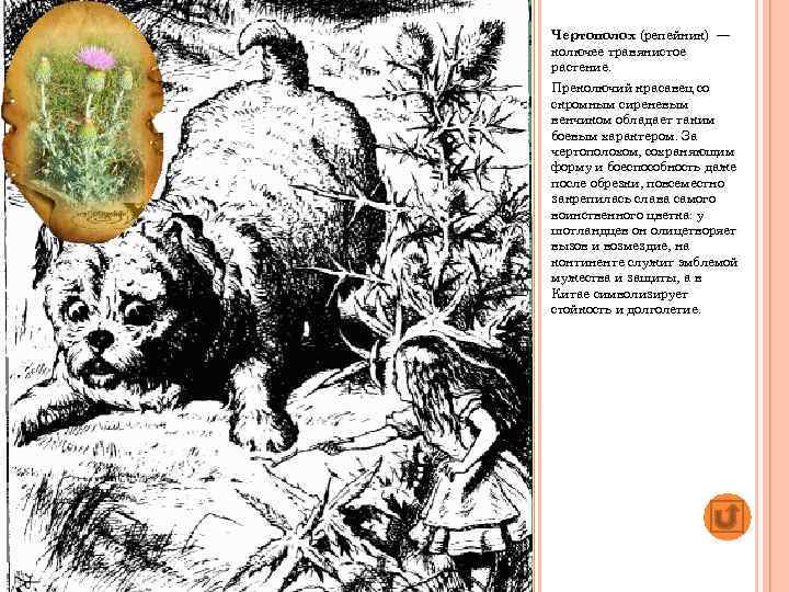 Чертополох (репейник) — колючее травянистое растение. Преколючий красавец со скромным сиреневым венчиком обладает таким