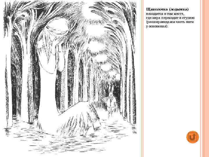 Щиколотка (лодыжка) находится в том месте, где икра переходит в ступню (расширяющаяся часть ноги